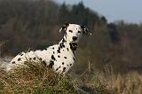 DALMATIEN 404